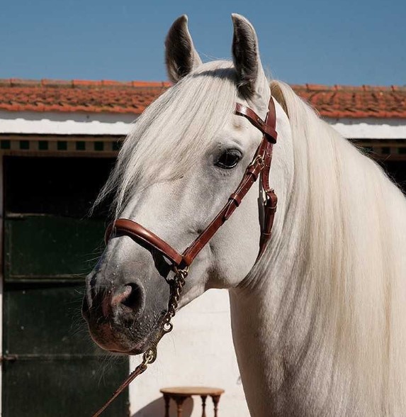 CABEZADA MARJOMAN DE PRESENTACIÓN FRONTALERA Y RAMAL CUERO LISO