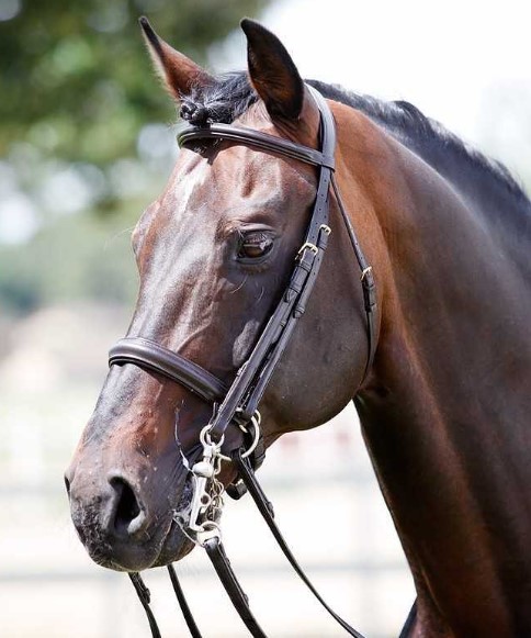 CABEZADA-TATTINI-PARA-BOCADO-Y-FILETE