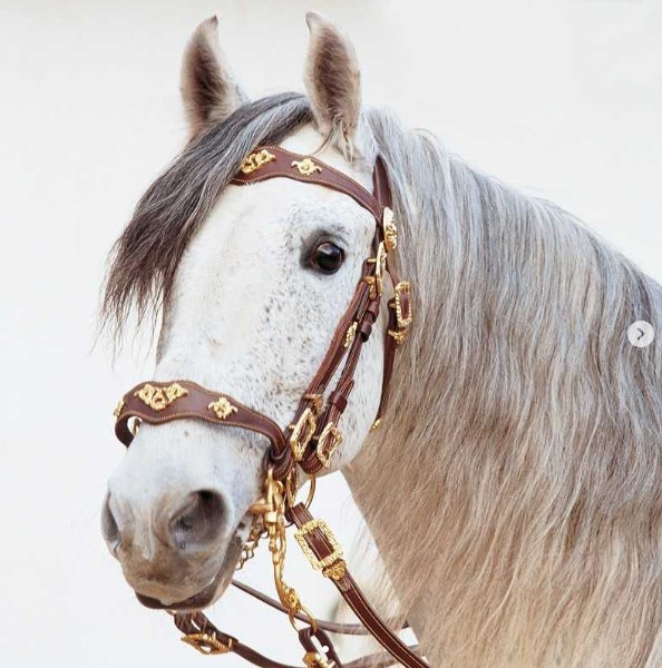 CABEZADA MARJOMAN MODELO PORTUGUEZ DE CORTESÍA DOBLE RIENDA.